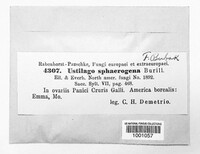 Ustilago sphaerogena image